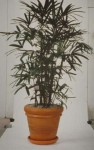 rhapis-palm-hawaii-interior.jpg