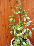 plante grasse a identifier.JPG