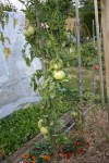 Mon plus beau plant cette année. 14 fruits.