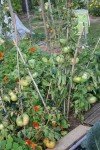 Encore de beaux fruits
