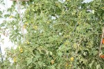 Un plant énorme et les fruits de vrais bonbons.