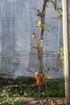 Plus une seule feuille mais les fruits sont sains et délicieux.