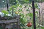 Peut-être des potimarrons ? Ils ont squatter le compost et se sont réfugiés chez le voisin.