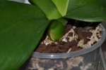 DSC_0220_small.JPG