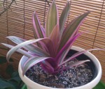 IMAG0127identification.jpg