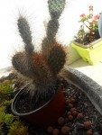 cactus.jpg