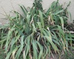 DSCF2953.jpg