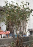 DSCF2947.jpg