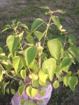 plante X