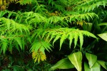DSC08561.JPG