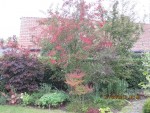 couleurs d'automne.jpg