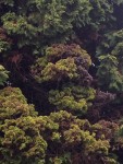IMG_1424.JPG