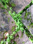Plante Terrasse.jpg