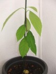 avocat 42 cm.jpg