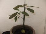 avocat 25 cm.jpg