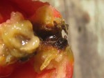 600_tomate_perce_oreille_016.jpg