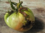 600_tomate_noctuelle_021.jpg