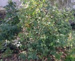 Rosier buisson