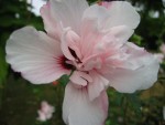 1746-hibiscus-syriacus-salima (640x480).jpg