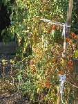 JUILLET 2008 12 005.jpg