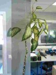 Plante V2.jpg