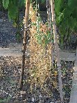 JUILLET 2008 12 006.jpg