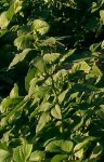 inflorescence.jpg