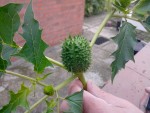 Plante a identifier.jpg