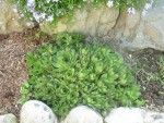 sempervivum heuffelii.JPG