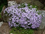 DSCN12161.JPG