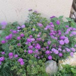 voilà, j'ai troivé comment joindre la phot de cette fleur !<br />merci de me la déterminer si vous avez une petite idée. Elle pousse dans le jardin, elle se renouvelle toute seule. Bien à vous.