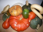 récolte courges 2013-2.jpg
