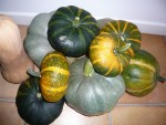 récolte courges 2013 -1.jpg