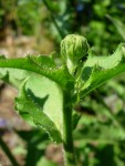 DSCN1586.JPG