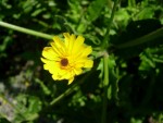 fleur.JPG