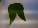 IMG_0250a.jpg