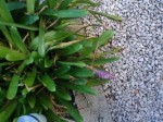 IMG_0254a.jpg
