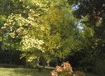 cotinus obovatus_1.JPG
