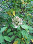 IMG_3514.JPG