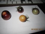 jolies tomates.jpg