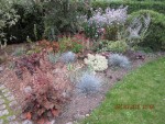 asters.jpg