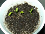 DSCF3014 (Copier).JPG