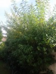 IMG_20131006_114644.jpg