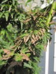 acer palmatum aux feuilles &quot;brulées&quot;