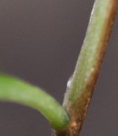 plante3_9459.JPG