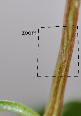 plante4_9460.JPG