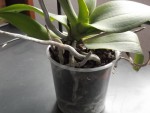 phal