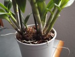 dendrio