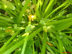 regarde bien il y a plus de fleur male que de femelle