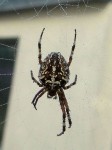 Araignée-2.jpg